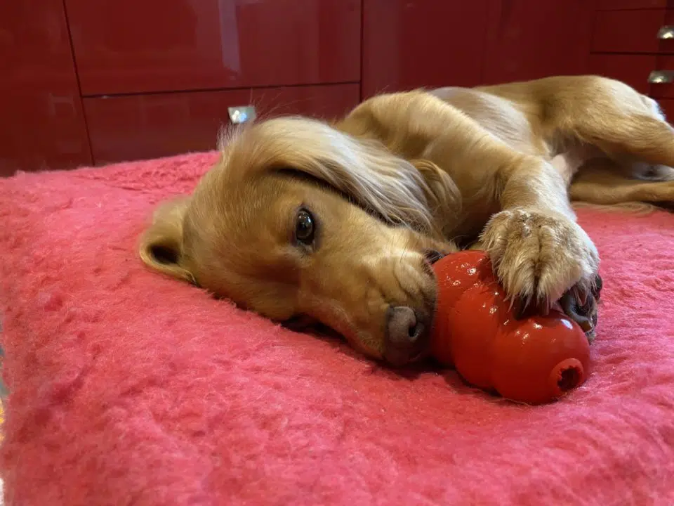 Stop Puppy Separation Anxiety With Kong Toys